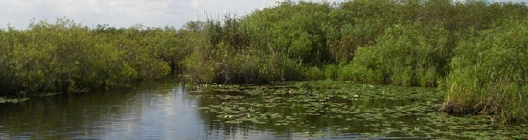 Everglades